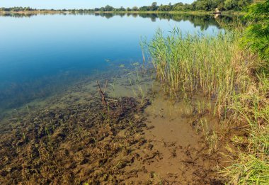 Yaz göl sakin rushy kıyısı.