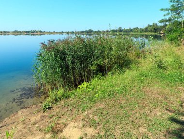 Yaz göl sakin rushy kıyısı.