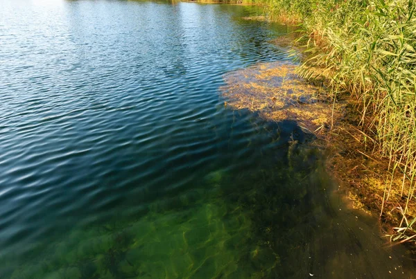 Zomer rustig rushy oever van het meer. — Stockfoto