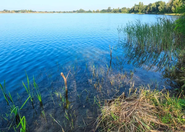 Zomer rustig rushy oever van het meer. — Stockfoto