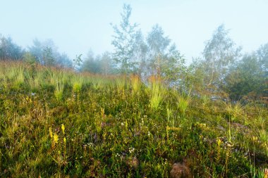 Puslu dağ çayır üzerinde çiğ