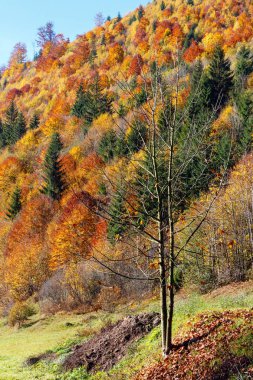 Sonbahar Karpatlar (Ukrayna). 