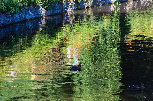 Маленькая летняя поверхность озера с зелеными отражениями — стоковое фото
