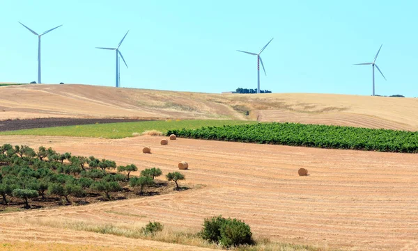 Sicily summer agriculture countryside, Italy — Stock Photo, Image