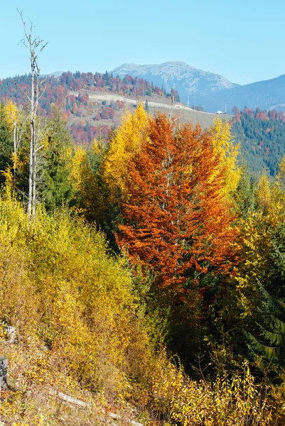 Ochtend herfst landschap van de Karpaten. — Stockfoto