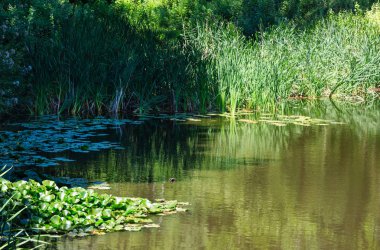 Küçük yaz göl yüzeyi yeşil yansımaları ile
