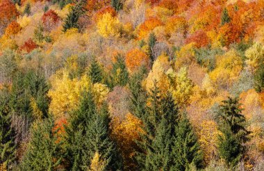 Sonbahar Karpatlar (Ukrayna). 