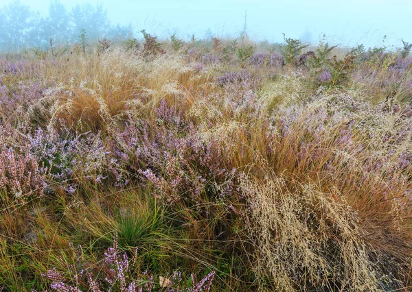 Orvalho de manhã nebuloso no prado da montanha — Fotografia de Stock