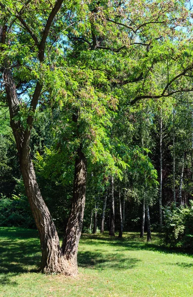Árvore de acácia no verão verde parque gramado — Fotografia de Stock