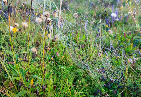 Orvalho de manhã nebuloso no prado da montanha — Fotografia de Stock