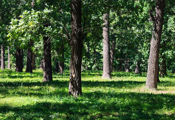 Árboles de roble en verano verde parque herboso — Foto de Stock