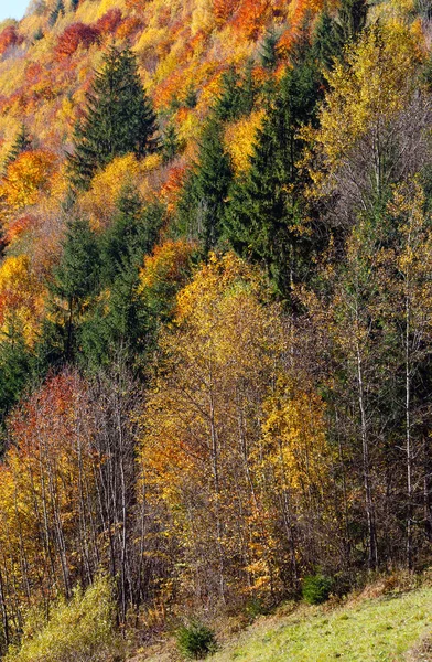 Carpazi d'autunno (Ucraina ). — Foto Stock