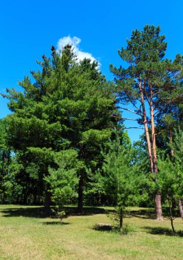 Çam ağaçlarının yaz yeşil çimenli Park