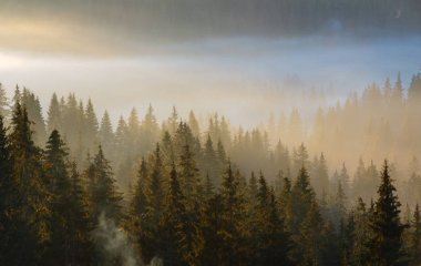 Sabah erken sonbahar Karpat dağ, Ukrayna.