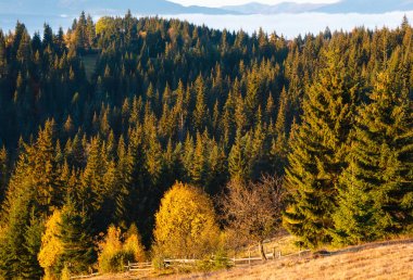 Sonbahar Karpat Köyü, Ukrayna.