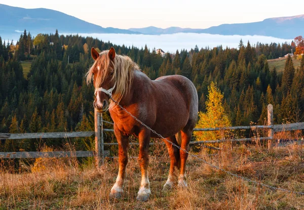 Кінь і раннього ранку осінній карпатських гірському селі, укра – пхай — стокове фото