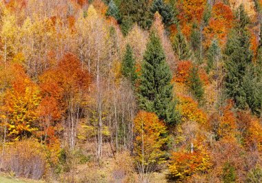 Sonbahar Karpatlar (Ukrayna). 