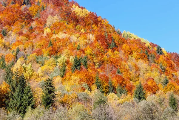 Cárpatos de otoño (Ucrania ). — Foto de Stock