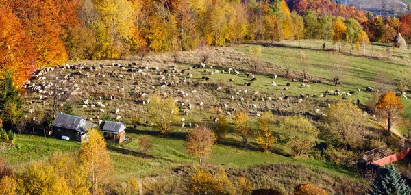 Otoño Cárpatos de montaña y rebaño de ovejas, Ucrania —  Fotos de Stock