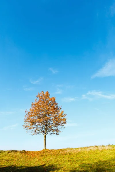 孤独的秋枫树 — 图库照片