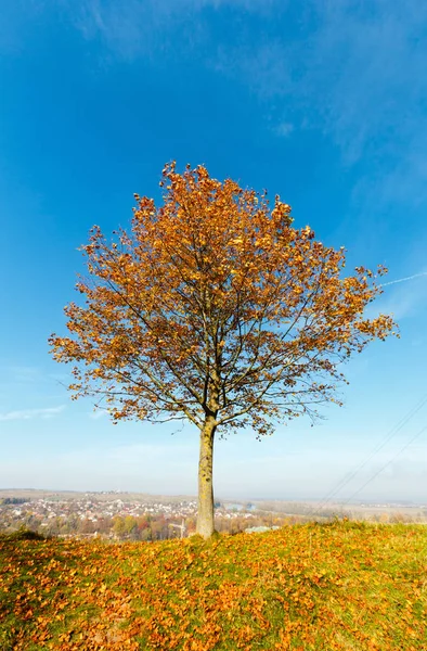 Solitario acero autunnale — Foto Stock