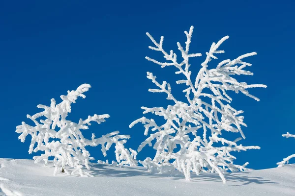 Rime poleva stromy na pozadí modré oblohy — Stock fotografie