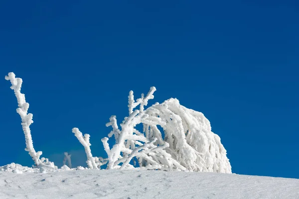 Rime glaçage des arbres sur fond de ciel bleu — Photo