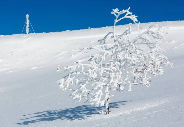 Ala de invierno árboles de glaseado, torre y ventisqueros (mo Cárpatos — Foto de Stock