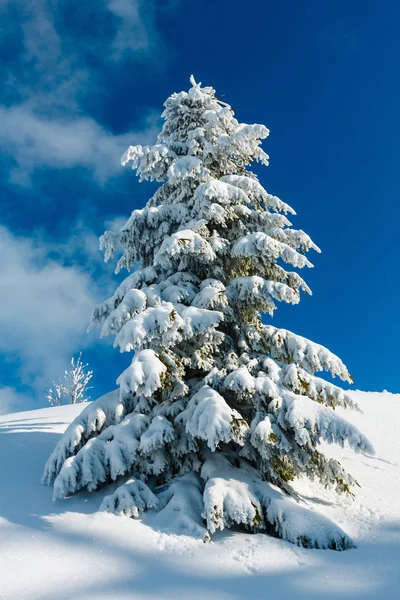 山上的冬雪蜷缩冷杉树 — 图库照片