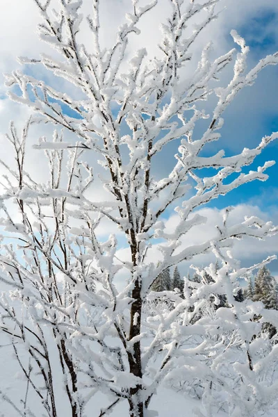 Δέντρο οι χειμώνα χιόνι στο βουνό — Φωτογραφία Αρχείου