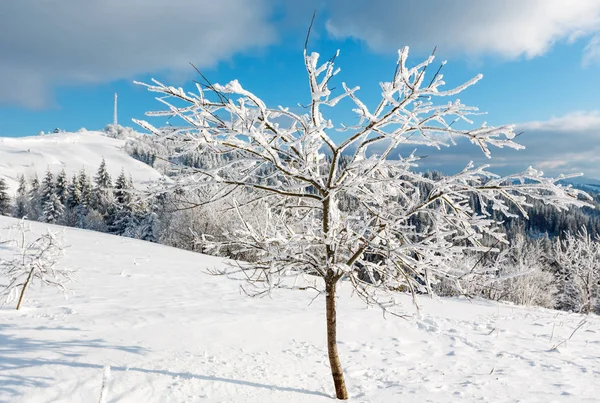 Winter hoar frosting trees,  tower and snowdrifts (Carpathian mo