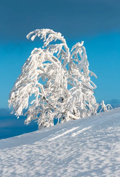 Árbol cubierto de nieve de invierno en la montaña — Foto de Stock