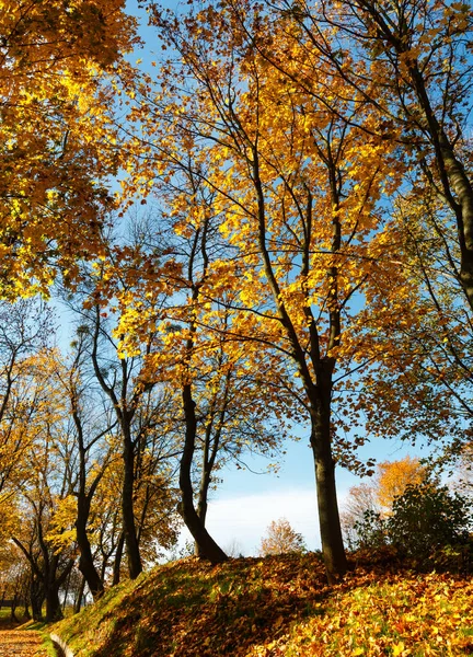 Sonbaharda akçaağaç Park — Stok fotoğraf