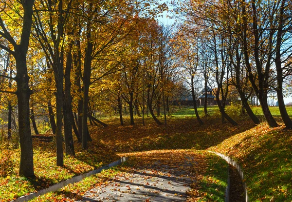 Árboles de arce de otoño en el parque — Foto de Stock