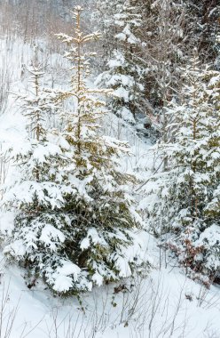 Kış erken sabah karlı dağ manzarası