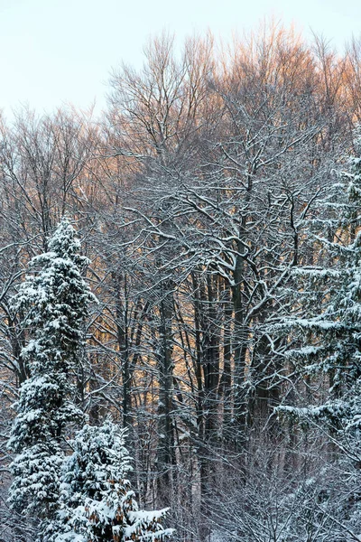 Зимой рано утром горный снежный пейзаж — стоковое фото