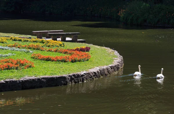 Swan par på sjön, steniga bänkar och blomster på gräsmatta — Stockfoto