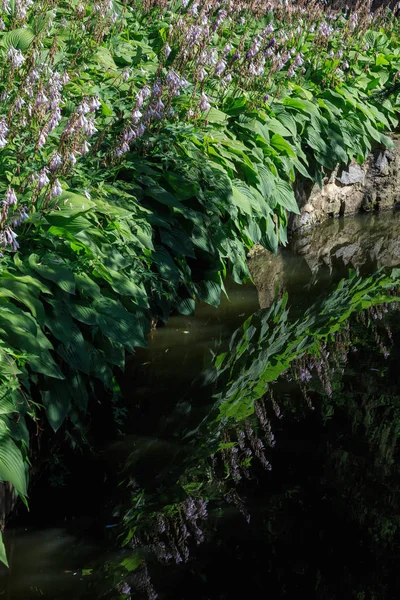 Mała powierzchnia jeziora letniego z refleksjami roślin kwiatowych — Zdjęcie stockowe