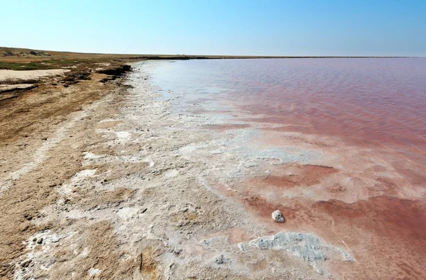 Pembe tuzlu Syvash Gölü, Ukrayna
