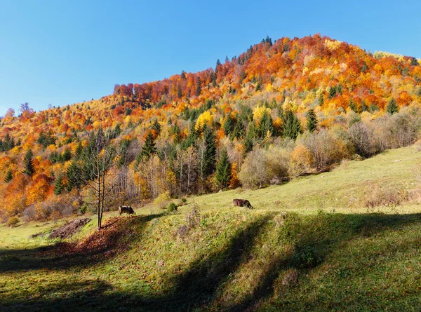Sonbahar Karpatlar (Ukrayna). — Stok fotoğraf