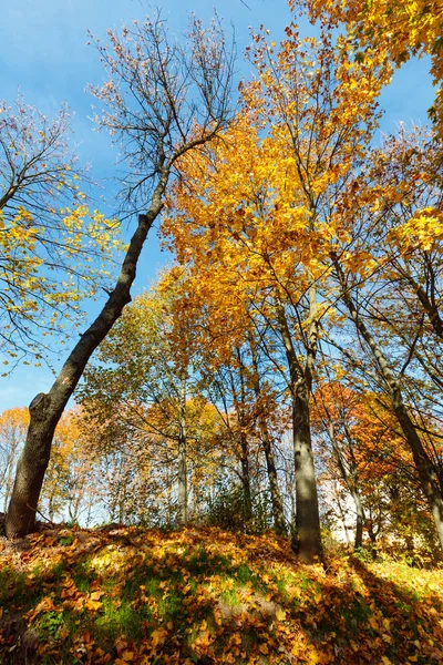 Осенние клёны в парке — стоковое фото