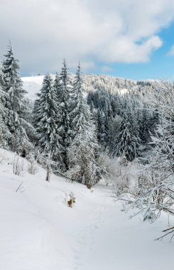 Kış karlı dağ manzarası