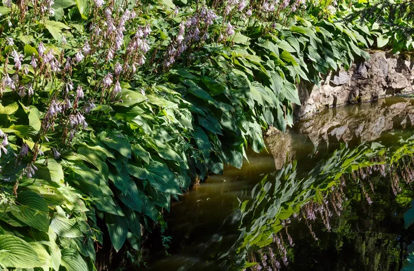 Kleine zomer meer oppervlak met groene planten reflecties — Stockfoto