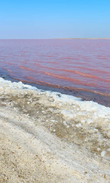 Rosa salado Syvash Lake, Ucrania —  Fotos de Stock