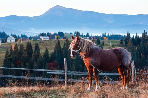 Horse and early morning autumn Carpathian mountain village, Ukra — Stock Photo, Image