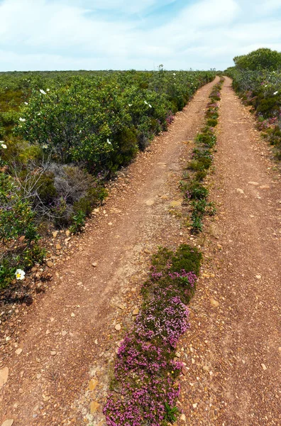 Dirty road and big white azalea wild flowers on the sides — Stock Photo, Image