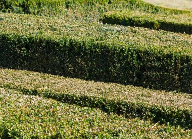Park yamaçta yaz kesilmiş boxwood