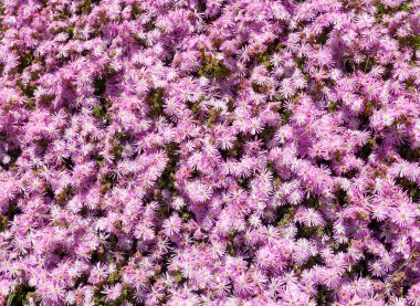 Sonbahar macenta Aster flowerbed