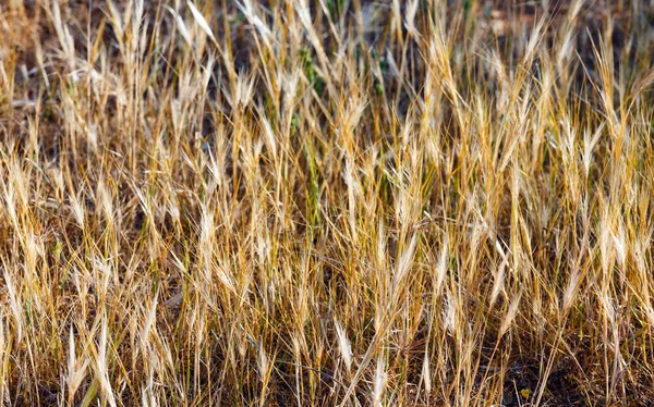 Achtergrond van geel droog gras van granen — Stockfoto