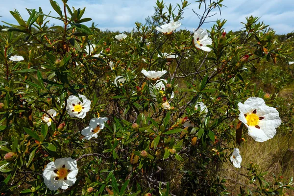 Stora vita vilda azalea blommor. — Stockfoto